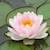 newflower